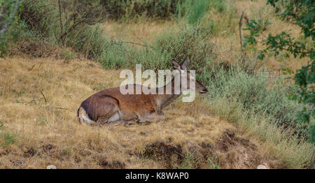 Cervo femmina prevista nel deserto Foto Stock