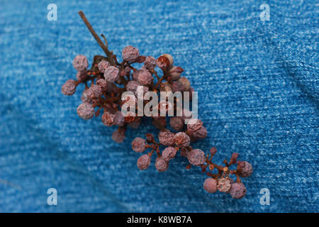 Essiccata uva selvatica nel denim Foto Stock