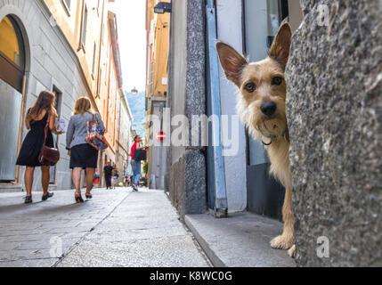 Piccolo cane in un negozio porta affaccia su strade strette a Como, Italia Foto Stock