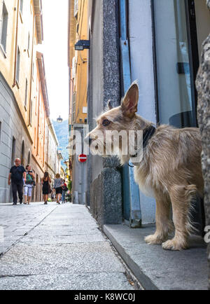 Piccolo cane in un negozio porta affaccia su strade strette a Como, Italia Foto Stock