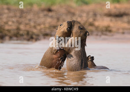 Baby Capybaras giocando sull'acqua, nel Pantanal del Nord, Brasile Foto Stock