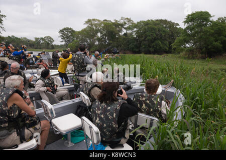 I turisti fotografare una Jaguar nel Pantanal del Nord, Brasile Foto Stock