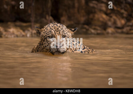 Una Jaguar nuota su un fiume nel Pantanal del Nord, Brasile Foto Stock