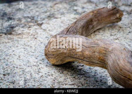 Un pezzo di driftwood sparsi su una roccia nel mezzo del fiume Restonica sulla isola di Corsica Foto Stock