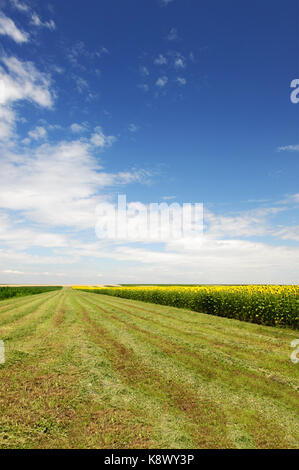 Erba verde talee oltre il profondo blu del cielo Foto Stock