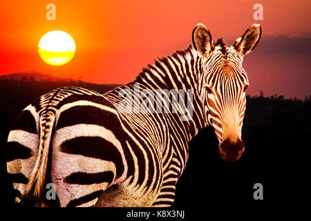 Cape mountain zebra, Equus zebra zebra, al tramonto in mountain zebra national park, sud africa Foto Stock