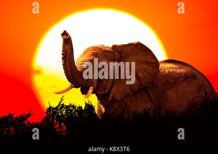 Adulto grande elefante africano Loxodonta africana, al tramonto in Addo Elephant national park in Sud Africa Foto Stock