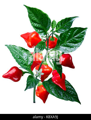 Chupetinho o biquinho cile peperoncino (capsicum chinense), pianta con frutti. tracciato di ritaglio Foto Stock