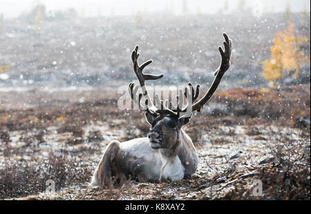 Rein cervi in una neve nel nord della Mongolia Foto Stock