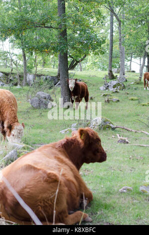 Hereford mucche mangiano l'erba su una collina Foto Stock