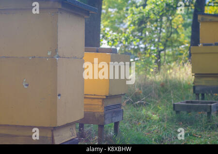 Alveari con il sole autunnale in background, Foto Stock