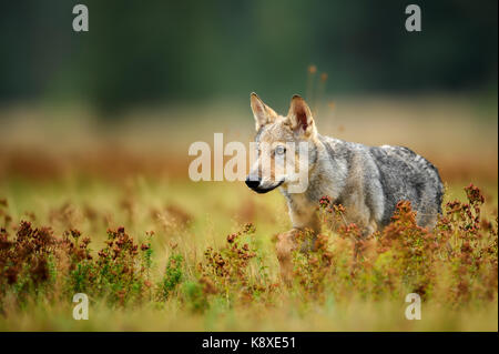 Wolf cub fissando in erba colorata Foto Stock