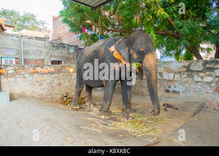 Bella un enorme elefante con una catena a suoi piedi a Jaipur, India. Gli elefanti sono utilizzati per escursioni e altre attività turistiche a Jaipur Foto Stock