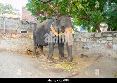 Bella un enorme elefante con una catena a suoi piedi a Jaipur, India. Gli elefanti sono utilizzati per escursioni e altre attività turistiche a Jaipur Foto Stock