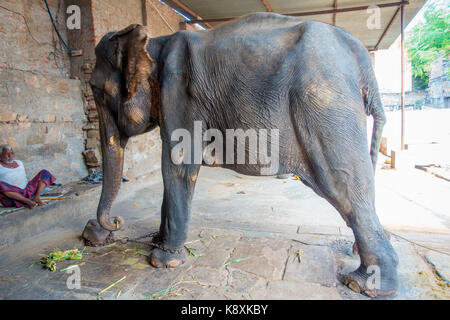 JAIPUR, INDIA - 20 SETTEMBRE 2017: L'uomo non identificato si erge con un enorme elefante e si catene ai piedi a Jaipur, India. Gli elefanti sono utilizzati per giostre e altre attività turistiche a Jaipur Foto Stock