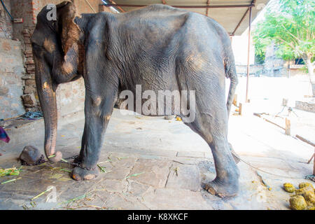 Bella un enorme elefante con una catena a suoi piedi a Jaipur, India. Gli elefanti sono utilizzati per escursioni e altre attività turistiche a Jaipur Foto Stock