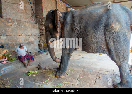 JAIPUR, INDIA - 20 SETTEMBRE 2017: L'uomo non identificato si erge con un enorme elefante e si catene ai piedi a Jaipur, India. Gli elefanti sono utilizzati per giostre e altre attività turistiche a Jaipur Foto Stock