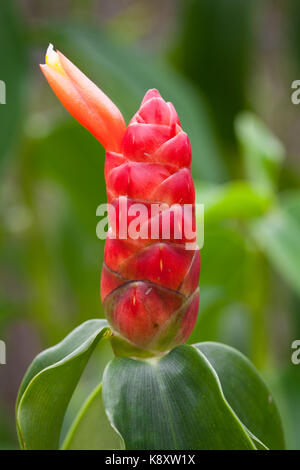 Indian Head zenzero (costo scaber [costo spicata]). kuala Lumpur Orchid Garden (taman orkid). di Kuala Lumpur in Malesia. Foto Stock