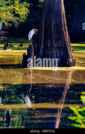 Airone bianco maggiore arroccato sulla cima di un ceppo di albero in una palude di manopola calva National Wildlife Refuge, in bald manopola, Arkansas, settembre 2017 Foto Stock