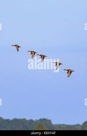 Un gregge di germano reale, Anas platyrhynchos, anatre volare in formazione nella manopola calva National Wildlife Refuge in bald manopola, Arkansas, settembre 2017. Foto Stock