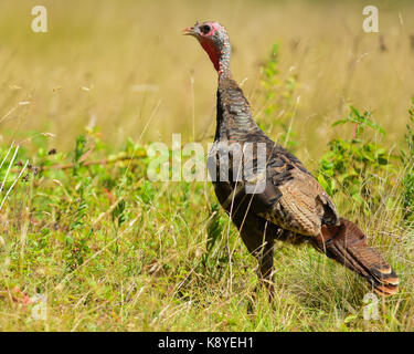 Alert Wild Turchia orientale hen (Meleagris gallopavo) in piedi in un campo. Foto Stock