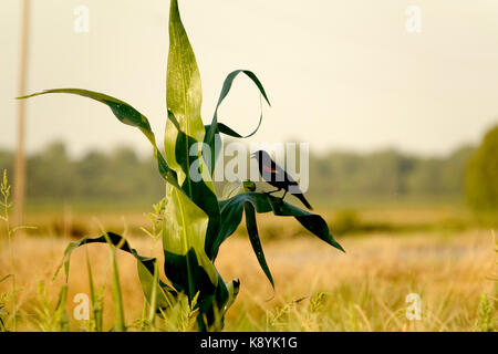 Il mais alimenta il mondo Foto Stock