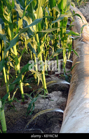 Il mais alimenta il mondo Foto Stock