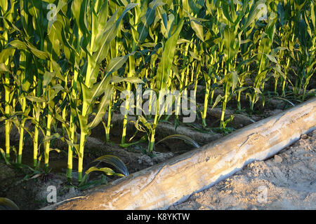 Il mais alimenta il mondo Foto Stock