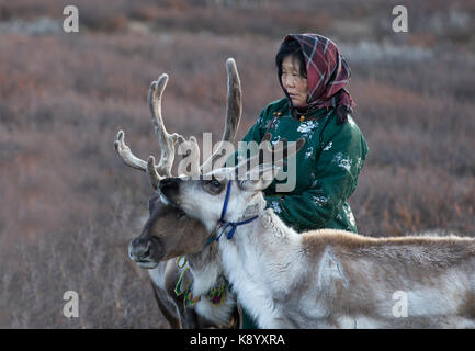 Tsaatan donna con le renne nel nord del paesaggio mongolo Foto Stock