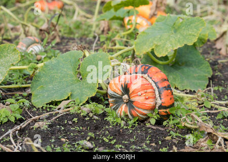 La Cucurbita maxima. I turchi Turban Squash sull'impianto. Regno Unito Foto Stock