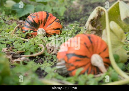 La Cucurbita maxima. I turchi Turban Squash sull'impianto. Regno Unito Foto Stock