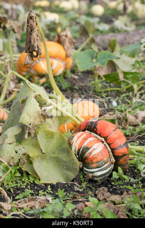 La Cucurbita maxima. I turchi Turban Squash sull'impianto. Regno Unito Foto Stock