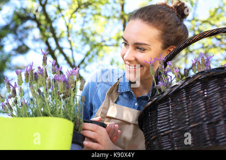 Piante femmina in piante in vaso formando una bella composizione fiore Foto Stock
