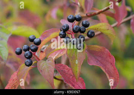 Hartriegel, Hartriegel, Frucht, Früchte, Beeren, Herbstlaub, Cornus sanguinea, legno di legno comune, legno di Dogwood, Dogberry, frutta, sanguinello Cornouiller Foto Stock