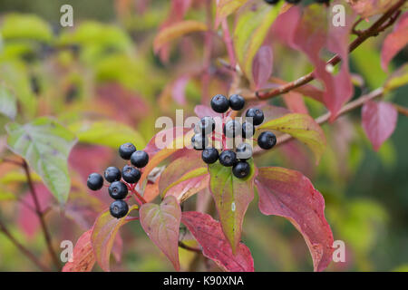 Hartriegel, Hartriegel, Frucht, Früchte, Beeren, Herbstlaub, Cornus sanguinea, legno di legno comune, legno di Dogwood, Dogberry, frutta, sanguinello Cornouiller Foto Stock