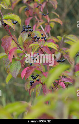 Hartriegel, Hartriegel, Frucht, Früchte, Beeren, Herbstlaub, Cornus sanguinea, legno di legno comune, legno di Dogwood, Dogberry, frutta, sanguinello Cornouiller Foto Stock