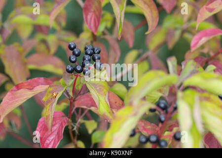 Hartriegel, Hartriegel, Frucht, Früchte, Beeren, Herbstlaub, Cornus sanguinea, legno di legno comune, legno di Dogwood, Dogberry, frutta, sanguinello Cornouiller Foto Stock