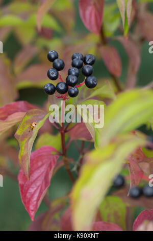 Hartriegel, Hartriegel, Frucht, Früchte, Beeren, Herbstlaub, Cornus sanguinea, legno di legno comune, legno di Dogwood, Dogberry, frutta, sanguinello Cornouiller Foto Stock