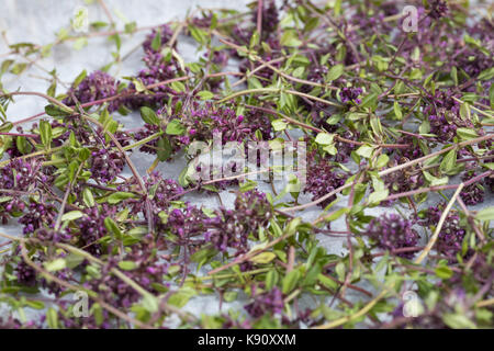 Thymian wird gettrocknet, Kräuterernte, Feld-Thymian, Feldthimian, Wilder Thymian, Arznei-Thymian, Arzneithimian, Thymus pulegioides, Sammelart Thymus Foto Stock