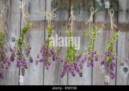 Thymian wird gettrocknet, Kräuterernte, Feld-Thymian, Feldthimian, Wilder Thymian, Arznei-Thymian, Arzneithimian, Thymus pulegioides, Sammelart Thymus Foto Stock