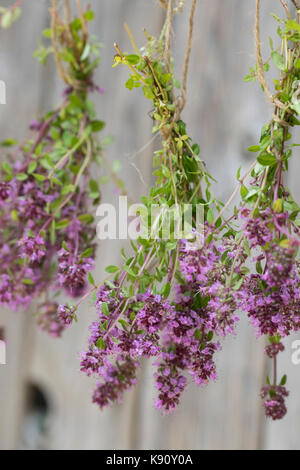 Thymian wird gettrocknet, Kräuterernte, Feld-Thymian, Feldthimian, Wilder Thymian, Arznei-Thymian, Arzneithimian, Thymus pulegioides, Sammelart Thymus Foto Stock