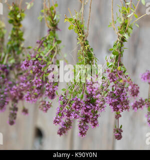 Thymian wird gettrocknet, Kräuterernte, Feld-Thymian, Feldthimian, Wilder Thymian, Arznei-Thymian, Arzneithimian, Thymus pulegioides, Sammelart Thymus Foto Stock