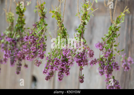 Thymian wird gettrocknet, Kräuterernte, Feld-Thymian, Feldthimian, Wilder Thymian, Arznei-Thymian, Arzneithimian, Thymus pulegioides, Sammelart Thymus Foto Stock