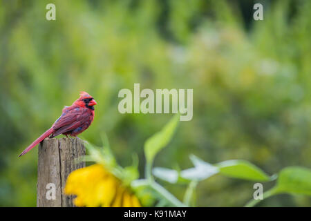 Il cardinale maschio (cardinalis cardinalis) molts piume in tarda estate appollaiato su un giardino di semi di girasole Foto Stock