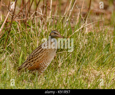 Re di quaglie ( Crex crex ) fotografia sulla isola di iona Isle of Mull western scotland isole britanniche Foto Stock