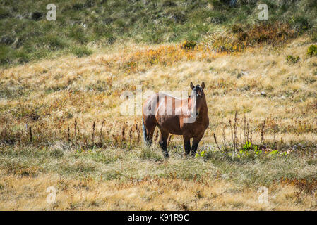 Wild Horse pascolano onMt Jahorina in Bosnia centrale Cavalli selvaggi sono spesso viste sul paesaggio bosniaca e attraggono turisti ed escursionisti. Foto Stock