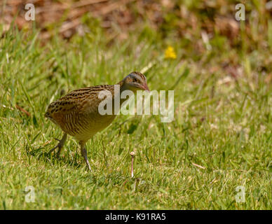 Re di quaglie ( Crex crex ) fotografia sulla isola di iona Isle of Mull western scotland isole britanniche Foto Stock