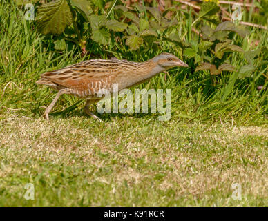 Re di quaglie ( Crex crex ) fotografia sulla isola di iona Isle of Mull western scotland isole britanniche Foto Stock