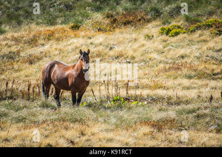 Wild Horse pascolano onMt Jahorina in Bosnia centrale Cavalli selvaggi sono spesso viste sul paesaggio bosniaca e attraggono turisti ed escursionisti. Foto Stock