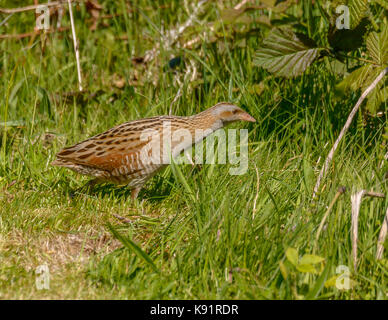 Re di quaglie ( Crex crex ) fotografia sulla isola di iona Isle of Mull western scotland isole britanniche Foto Stock